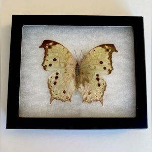 BUTTERFLY  Salamis Pathan’s